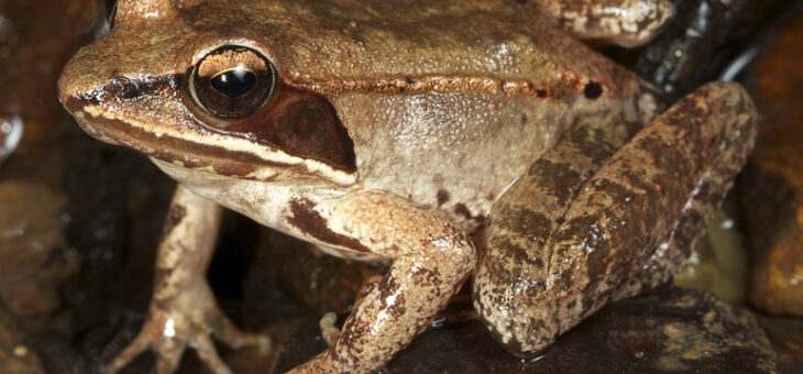 Wood Frogs are Quacking
