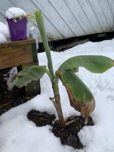 banana tree in the snow