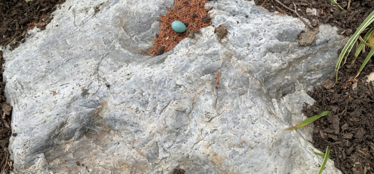 Robin’s Egg on a Rock