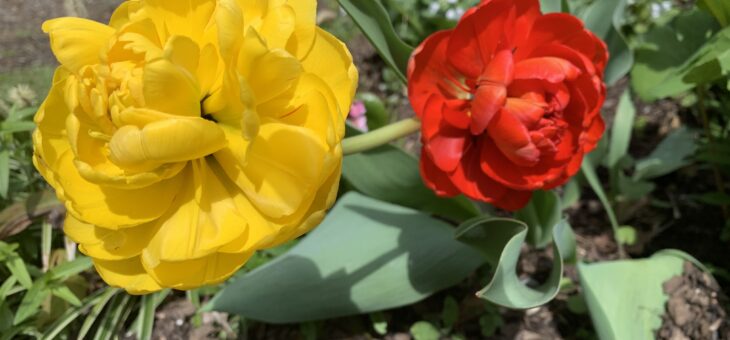 Yellow & Red Tulips